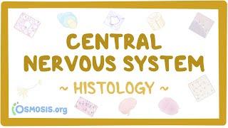 Central nervous system: Histology