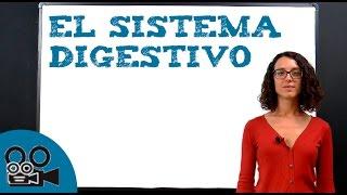 El sistema digestivo