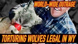 Torture legal in Wyoming. Man tortures wolf, says, "It was worth it." #wolves #torture #wildspaces