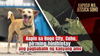 Aspin sa Bogo City, Cebu, pirming hinihintay ang pagbabalik ng kanyang amo | Kapuso Mo, Jessica Soho