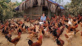 Chicken breeding.  Farmers bring chickens to the market to sell poorly.  (Episode 143).