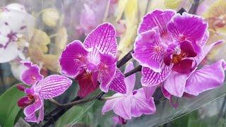 Как Вам такое поступление ОРХИДЕИ фаленопсис? LEROY MERLIN ЛЕРУА МЕРЛЕН орхидея бабочка Orchid