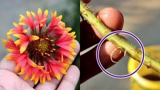 Grow Gaillardia from Cuttings in Water (No Seeds Needed)