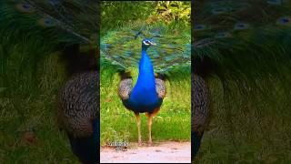 Peafowl bird ~ Peacock sound ️    #birds #peacocksound