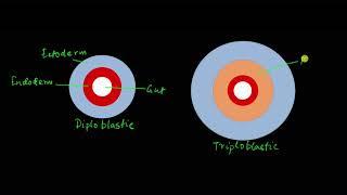 Classification of animals | Animal kingdom | Biology | Khan Academy