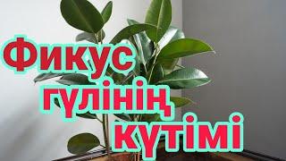 Фикус эластика күтімі. Фикус гүлінің күтімі. гүлдер әлемі. үй гүлдері. Үй гүлдерінің күтімі