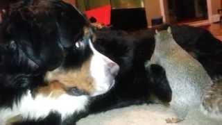 Squirrel hides nuts in a Bernese Mountain dog's fur