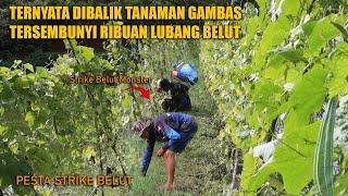 PESTA STRIKE BELUT DIBALIK TANAMAN GAMBAS