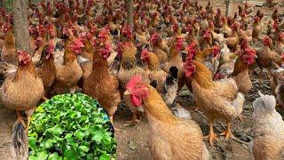 Summary of cheap chicken feed in rural areas - how to prepare it - Chicken farm