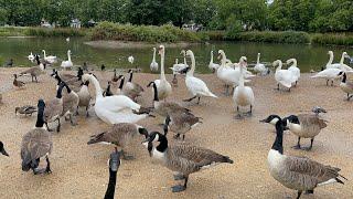 Feeding Canada goose at the local park and swans muscle in 2