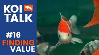 Best Koi For Your Budget | Koi Talk | Ep #016