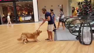Dog is scared of the escalators | CONTENTbible #Shorts