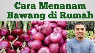 Tips menanam bawang merah / Cara menanam Bawang di Pot / Jangan Beli Bawang.. Tanam sendiri saja..!!