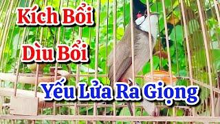 chào mào hót sáng kích bổi - luyện giọng hay ép bổi sổ bọng và căng lửa - chào mào hót đấu