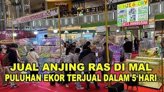 Puluhan Ekor Anjing Ras Terjual Dalam 5 Hari Di Mal Artha Gading Jakarta Utara