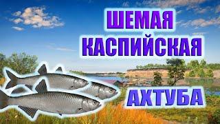 Ахтуба.  Шемая каспийская. Отличный клев. РР4.