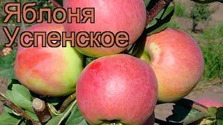 Яблоня обыкновенная Успенское (malus)  яблоня Успенское обзор: как сажать саженцы яблони Успенское