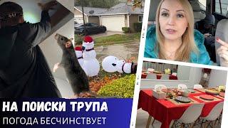 На поиски трупа / Погода бесчинствует / Встречаем гостей / Влог США