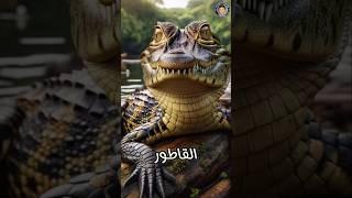 #مالا_تعرفه  عن القاطور: مفترس المستنقعات الصامت – Alligator: The Silent Swamp Predator