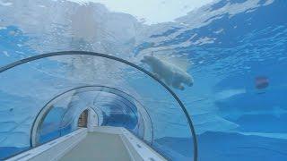Horizon explores the existence of Zoos - Horizon: Should We Close Our Zoos? - BBC Two