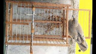 Bird Catch With Automatic Double Opening Bird Trap "PAMPA"