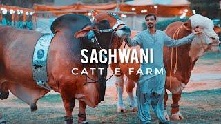 Sachwani Cattle Farm Karachi 2021| Expedition Pakistan