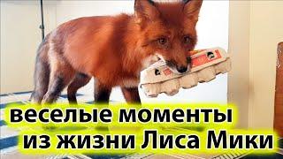 Лис Мики. Веселые Моменты из - Жизнь с Лисой / MIKI THE FOX