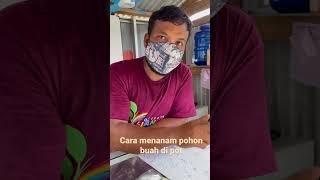 Cara menanam pohon buah di pot Rumah an agar cepat berbuah dan subur