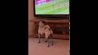 Funny Dog watches TV then celebrates Goal!!