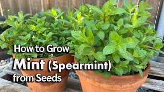 How to Grow Mint from Seed in Pots | Spearmint