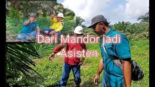 Mulai dari bawah! Asisten ini dari mandor hingga menjadi staff perkebunan kelapa sawit!!