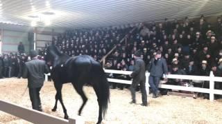 Amish Horse Sale Record Breaking Horse