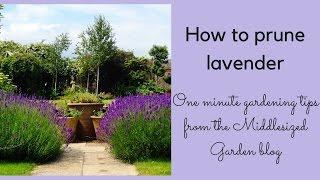 How to prune English lavender