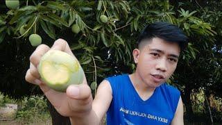 First time nyong mapapanood kung paano nga ba kumain ng Indian Mango ang isang Pogi!