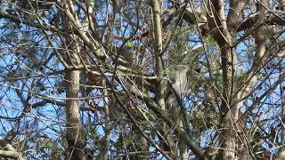 Young Black-faced Cuckoo-shrike (Shufflewing) being fed