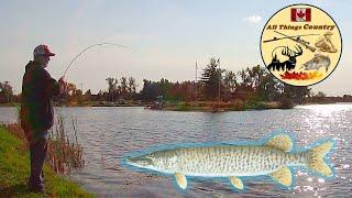 The BITE is ON! - Fall NORTHERN PIKE Fishing!