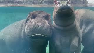 Fiona and Fritz Two Relaxed Hippos - Cincinnati Zoo