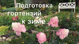 ПОДГОТОВКА ГОРТЕНЗИЙ К ЗИМЕ. Что нужно сделать для хорошей зимовки и для хорошего цветения гортензий