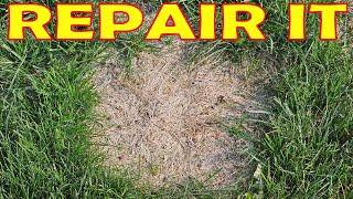 How To Fix DEAD GRASS SPOTS