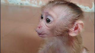 Pity Cute Aba Baby Monkey Newborn Make the Great Sound for attractive