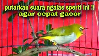 Pleci Gacor Ngalas || Suara Burung Pleci Bustomi Gacor