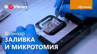 Заливка парафиновых блоков и микротомия