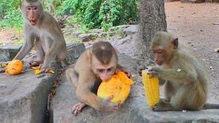 Breakfast for monkeys Leo, Millie, Joyce, Tom, Jimmy, Rainbow, Angela so enjoyable