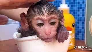 Маленькая обезьянка Бон Бон идет стирать и играет