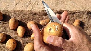 زراعة البطاطا Potato cultivation