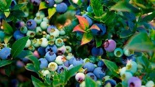 BrazelBerries® - Sustainably Grown by Overdevest Nurseries