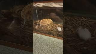 Egyptian Cobra Live Feeding #CAUTION #DISCRETION #snakes #snake #livefeeding #reptilearmy #Najahaje