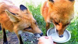 Lisa the Fox and Foxie Fox - Breakfast