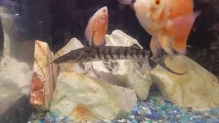 Tiger Shovelnose Catfish (Pseudoplatystoma fasciatum)