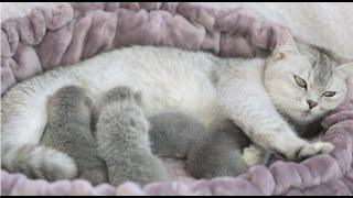 Scottish Straight Cat with Baby Kittens